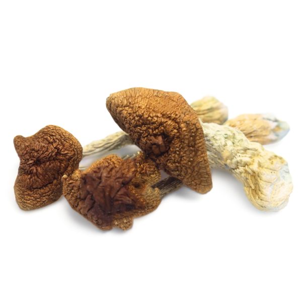 Golden Teachers Magic Mushrooms